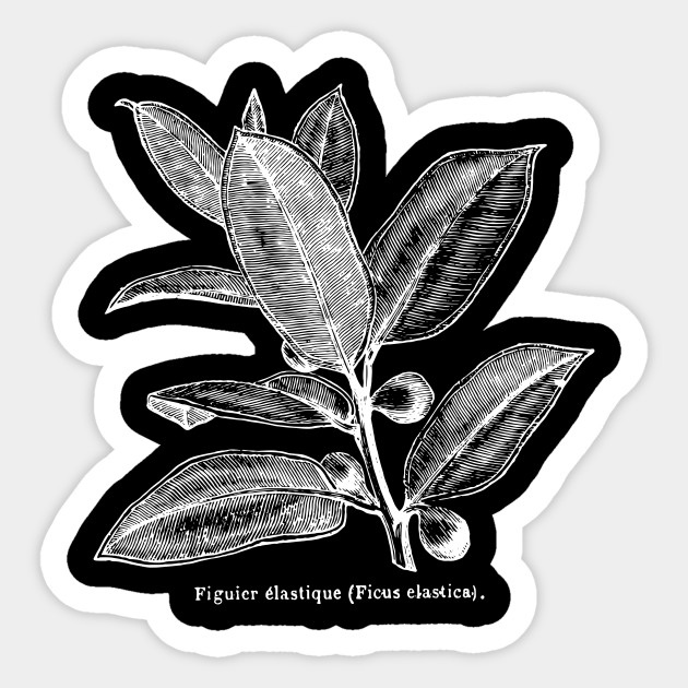 Ficus Elastica (Rubber Tree) - White Print